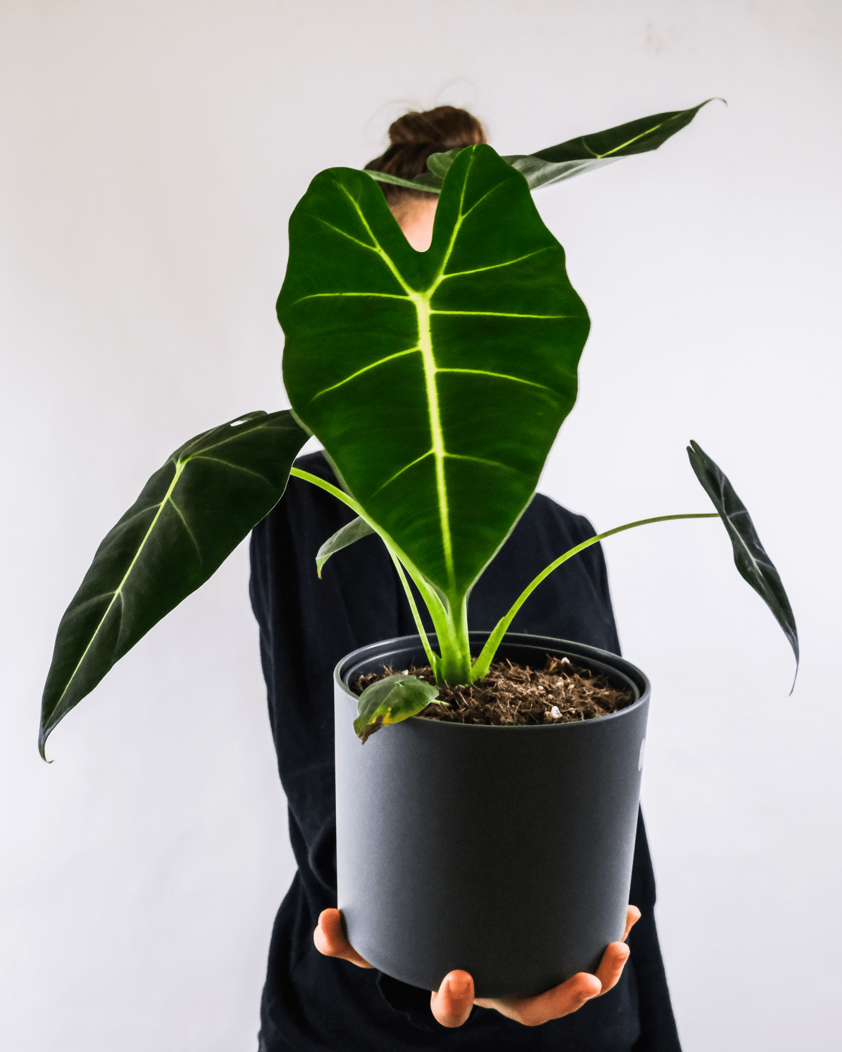 Alocasia Cadierii