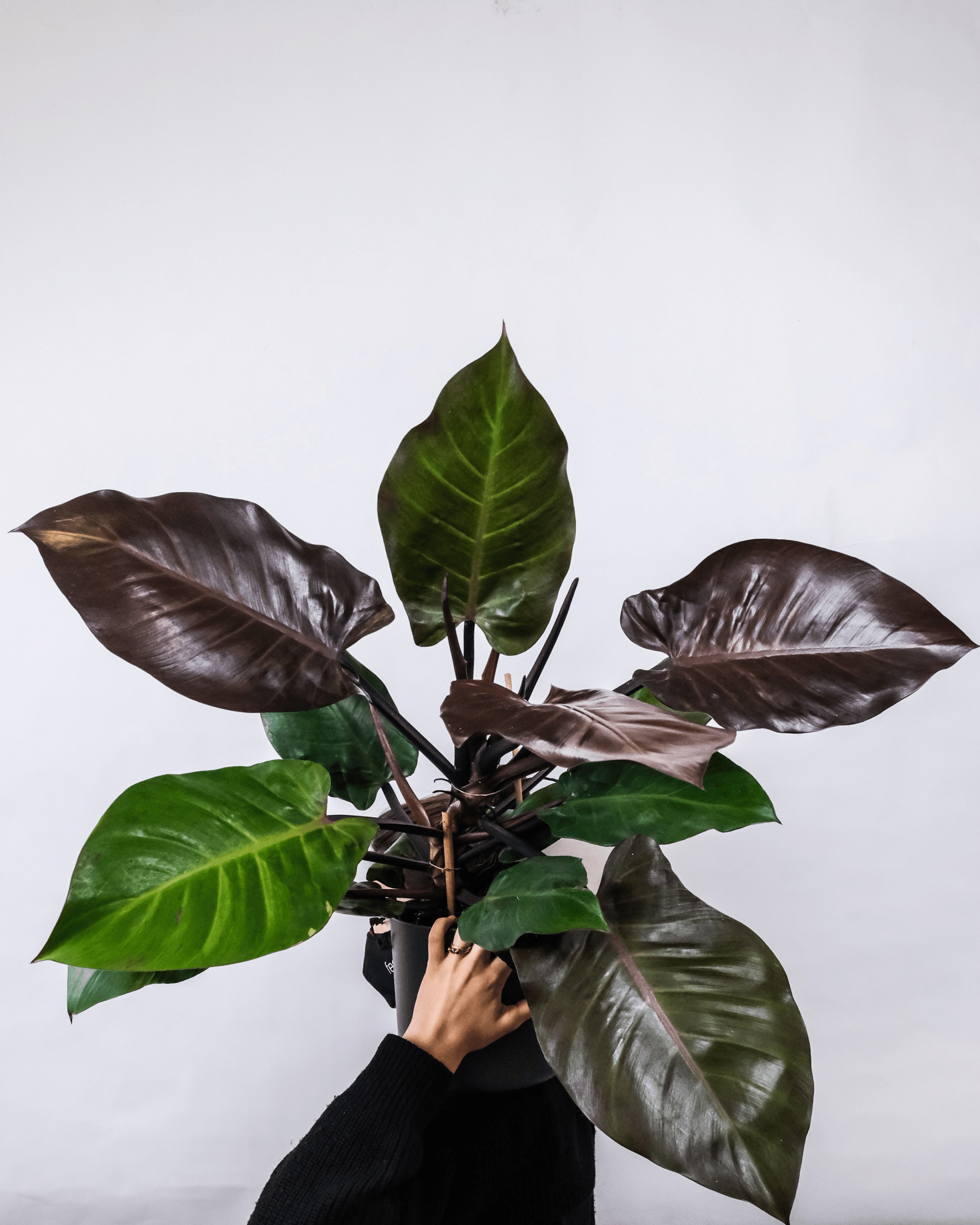 Alocasia Red Secret