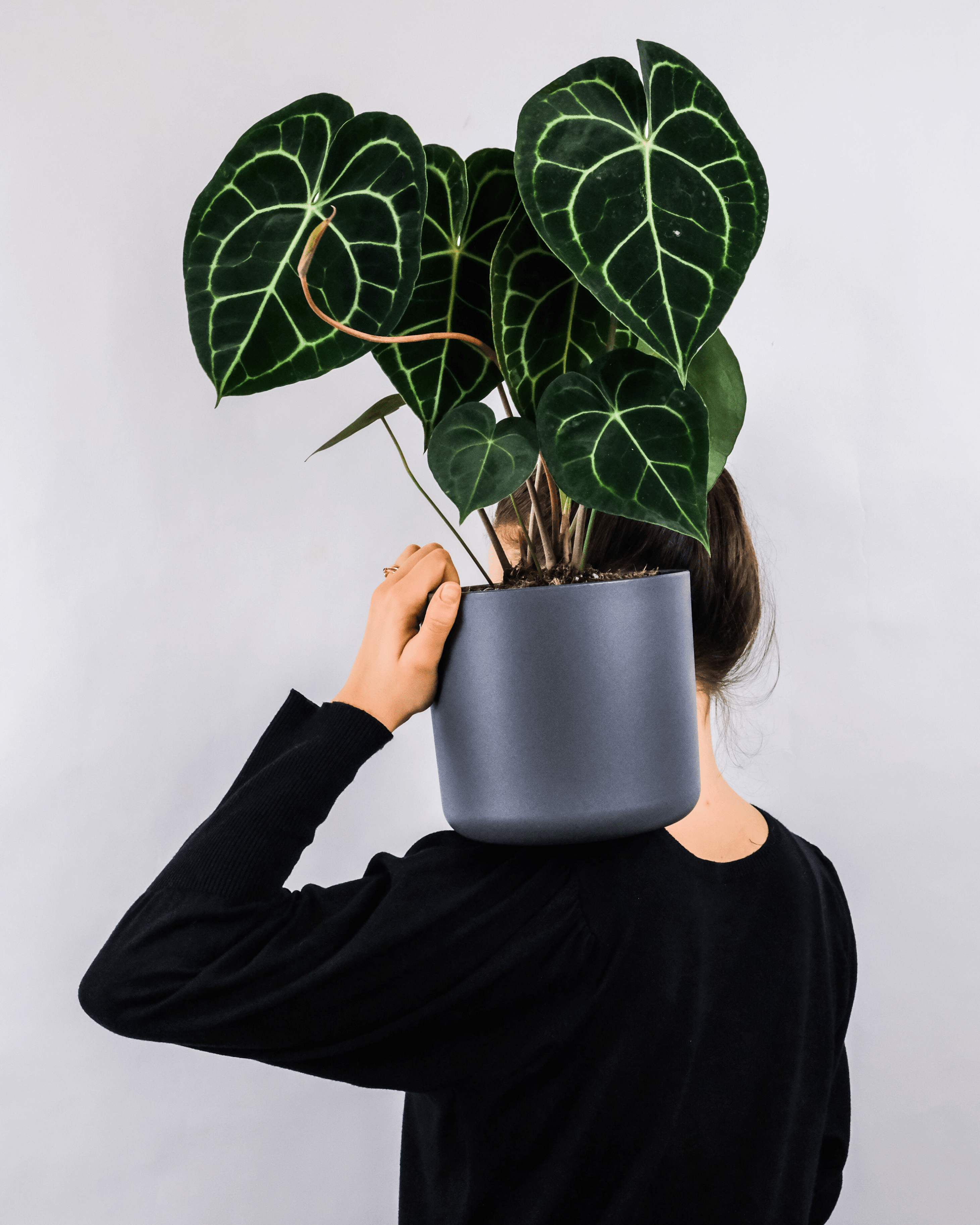 Alocasia Black Velvet