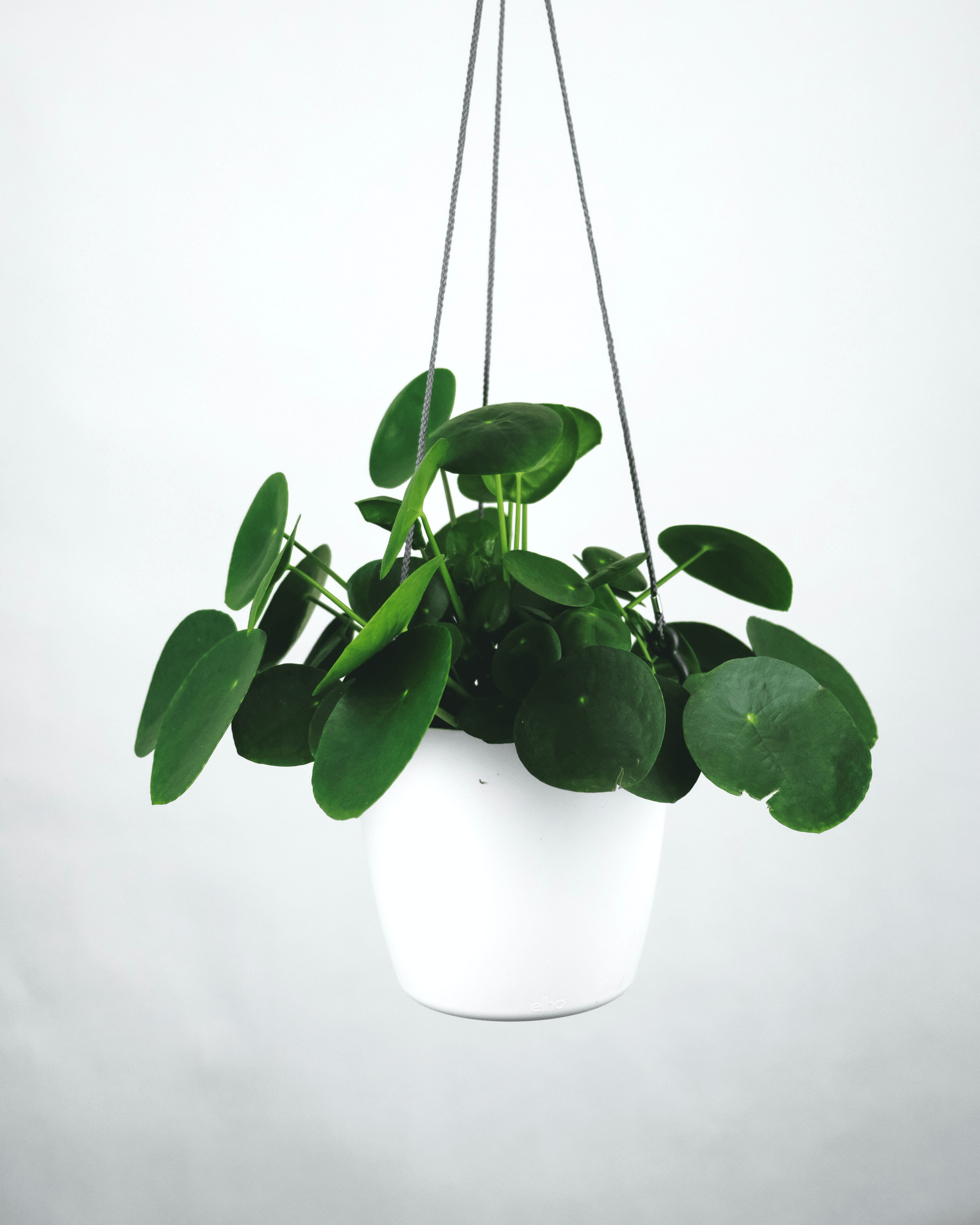 Pilea Peperomioides