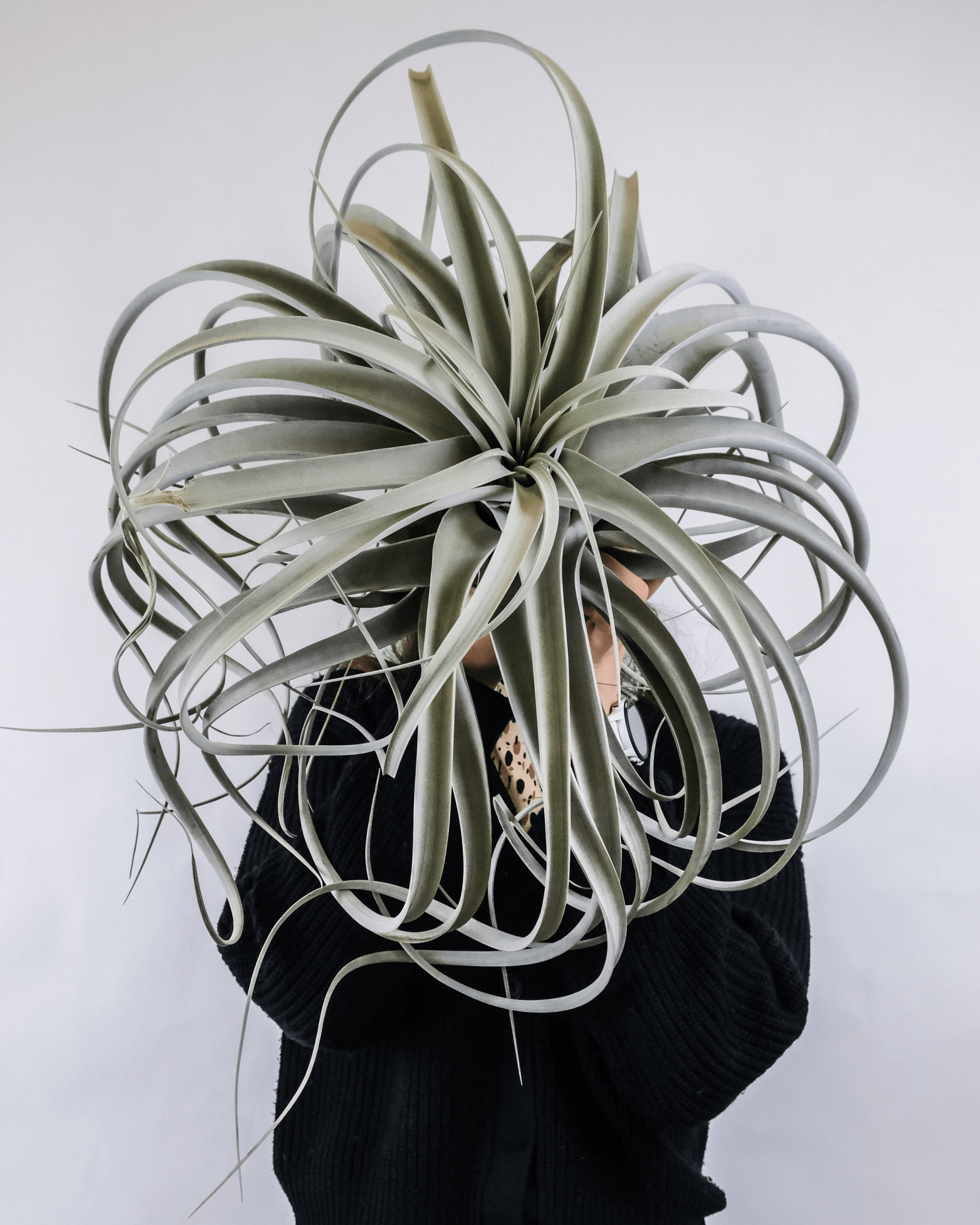 Tillandsia Harrisii