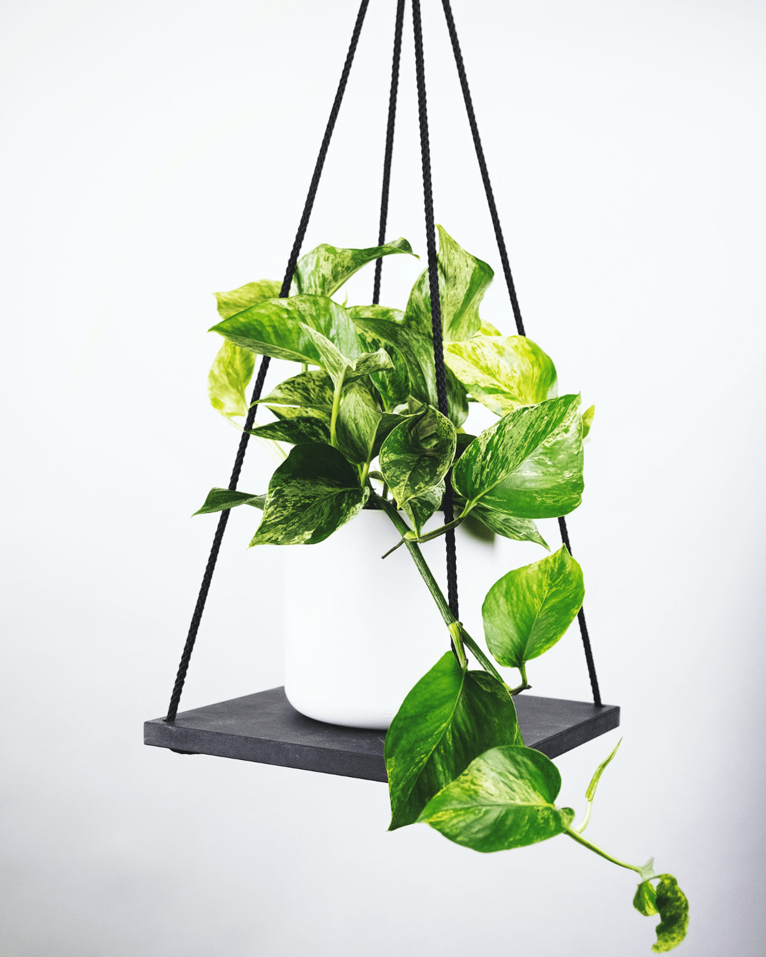 Pothos ou Scindapsus