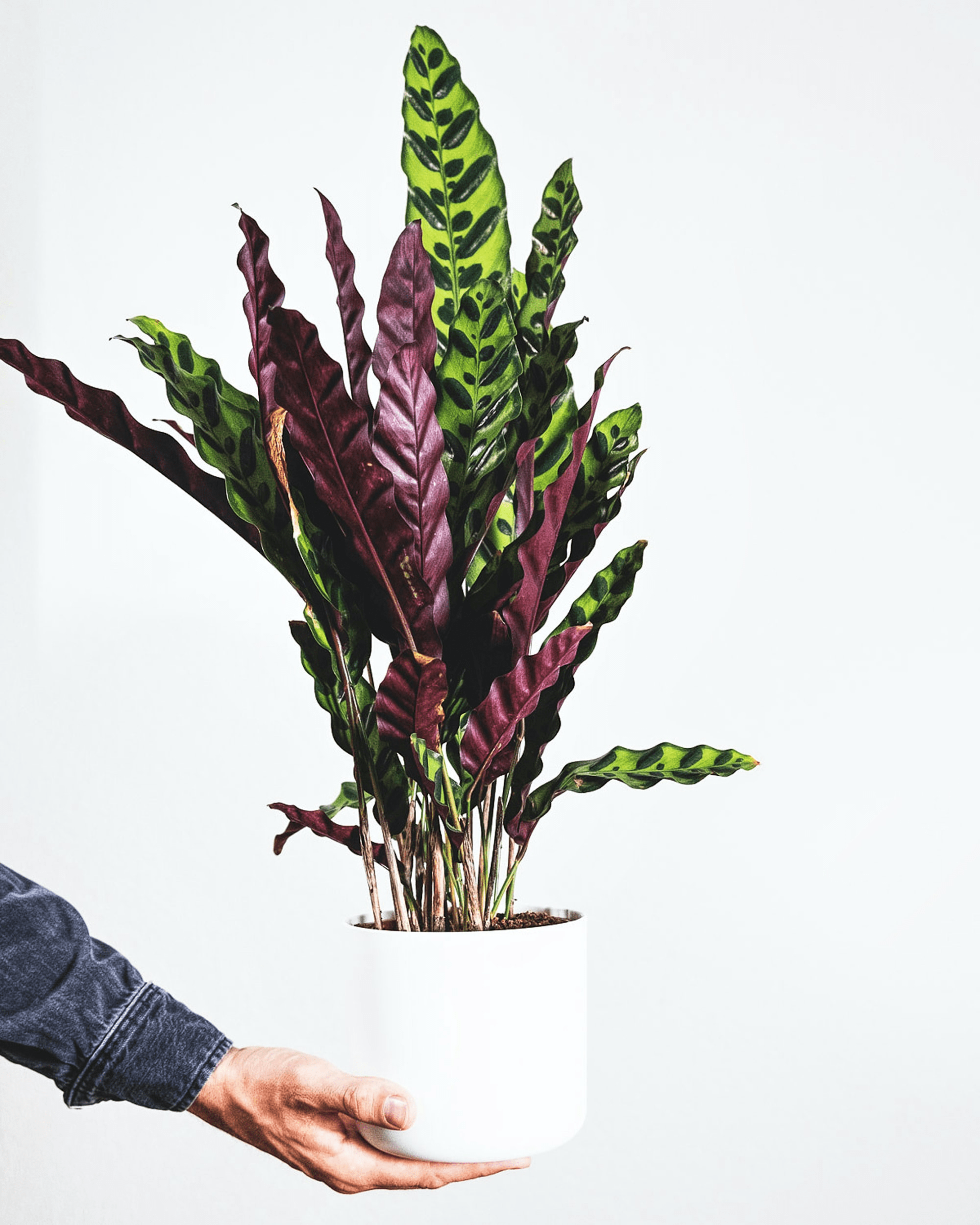 Calathea Insigne